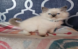Ragdoll cats for sale: 🏆 CHAMPION FATHER 🏆GCCF REGISTERED KITTENS  - Image 15