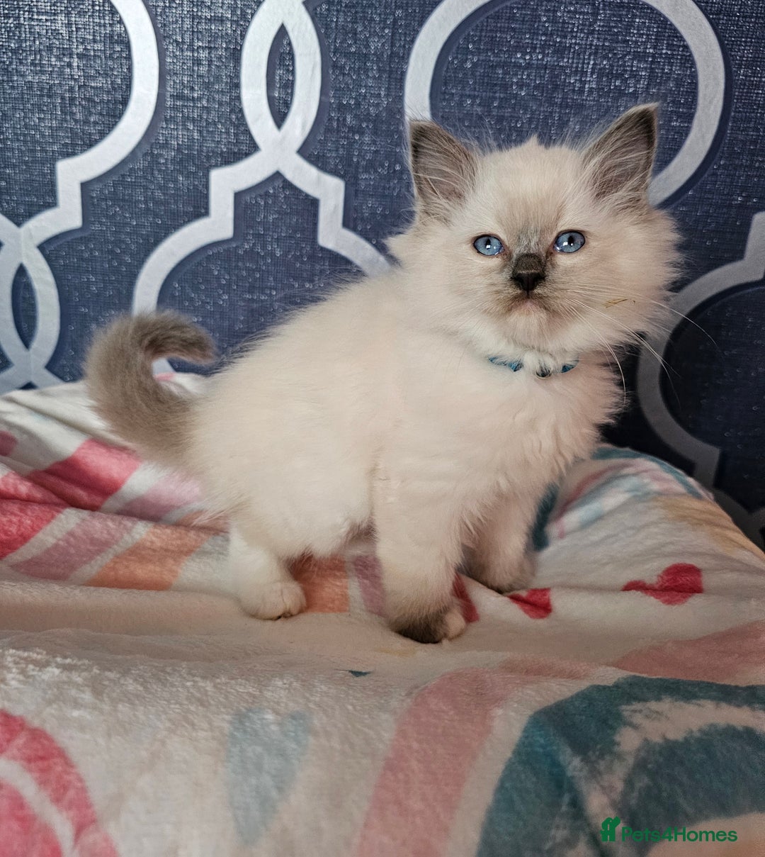 Ragdoll cats for sale: 🏆 CHAMPION FATHER 🏆GCCF REGISTERED KITTENS  - Image 15