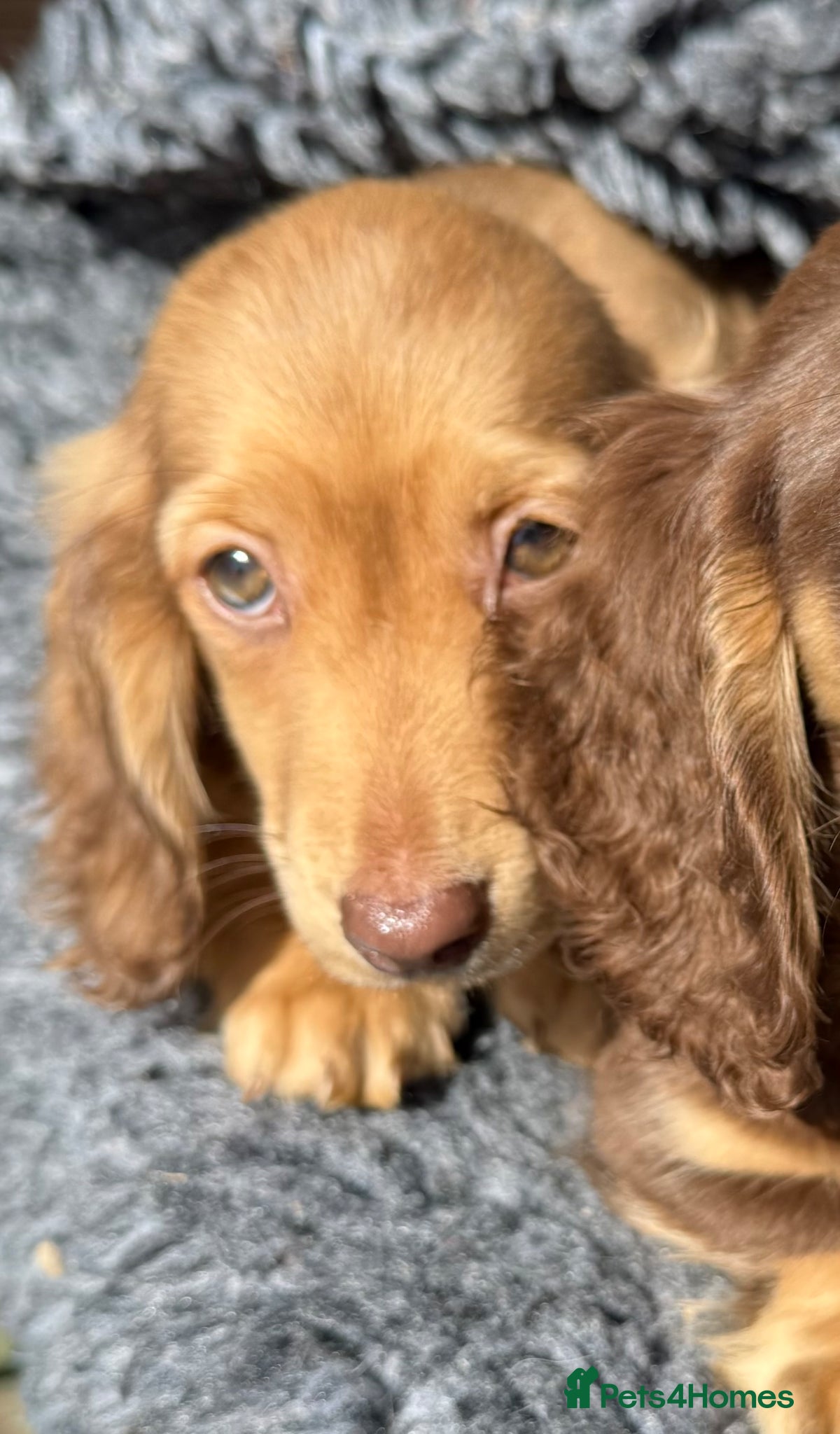 Miniature Dachshund dogs Miniature long-haired Dauchund, kc, puppies  - Advert 1