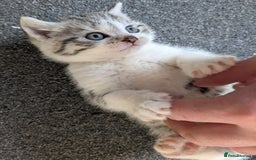 Mixed Breed cats for sale: Three Fluffy Tigers  - Image 8