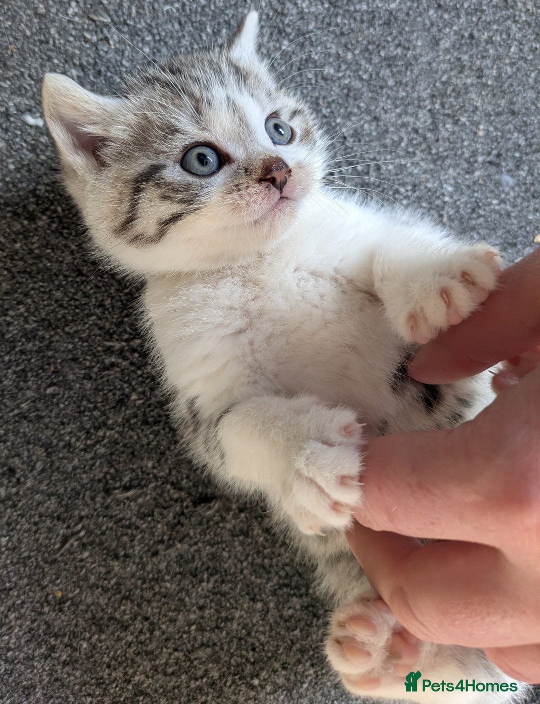 Mixed Breed cats for sale: Three Fluffy Tigers  - Image 8