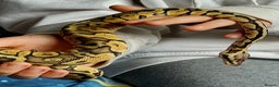 Python Snake reptiles for sale: Royal Python Pastel Butter 100% Het Clown - Advert 2