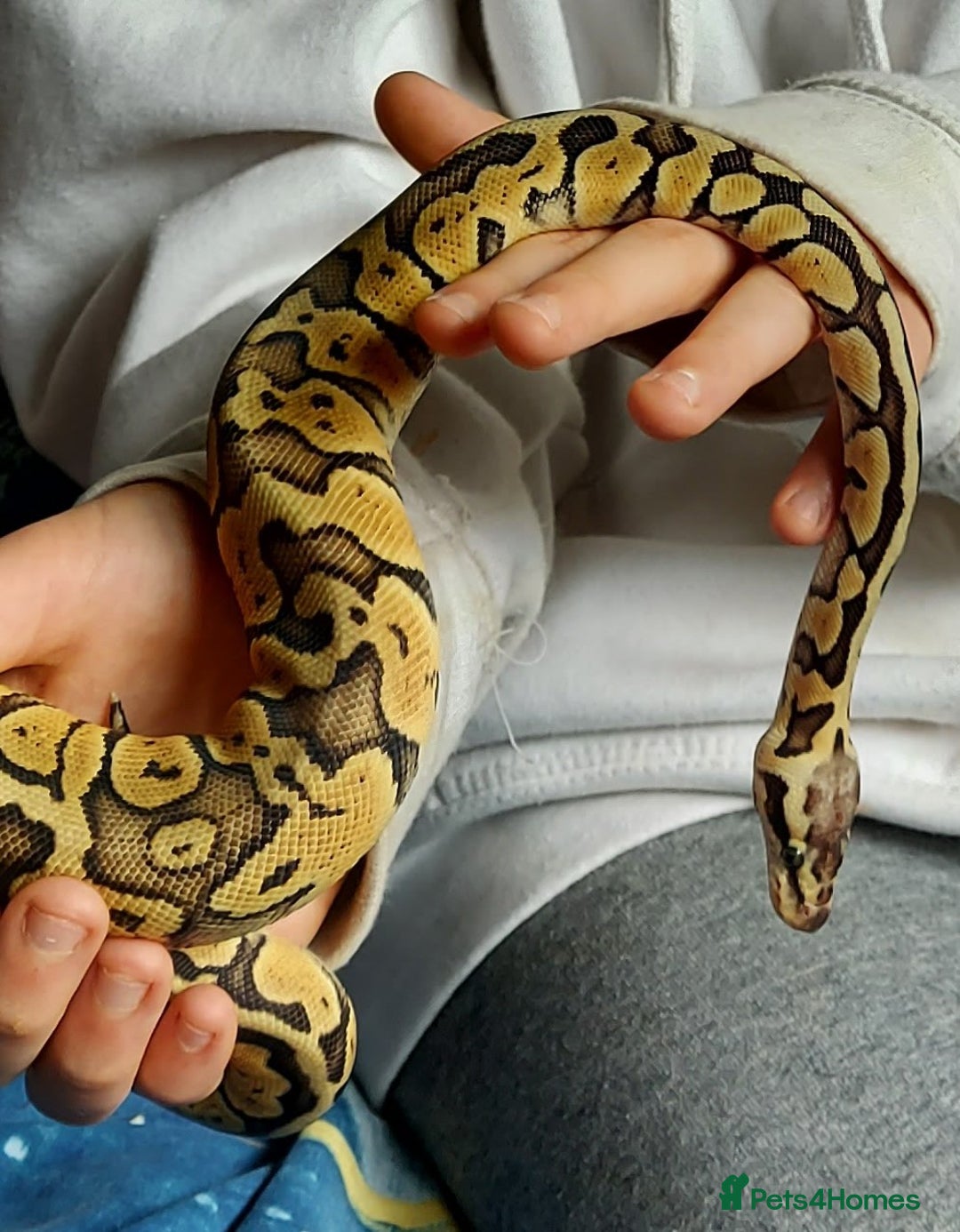 Python Snake reptiles for sale: Royal Python Pastel Butter 100% Het Clown - Advert 2