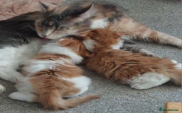 Maine Coon cats for sale: TICA Registered Red Tabby & White Maine Coon Boy - Image 7