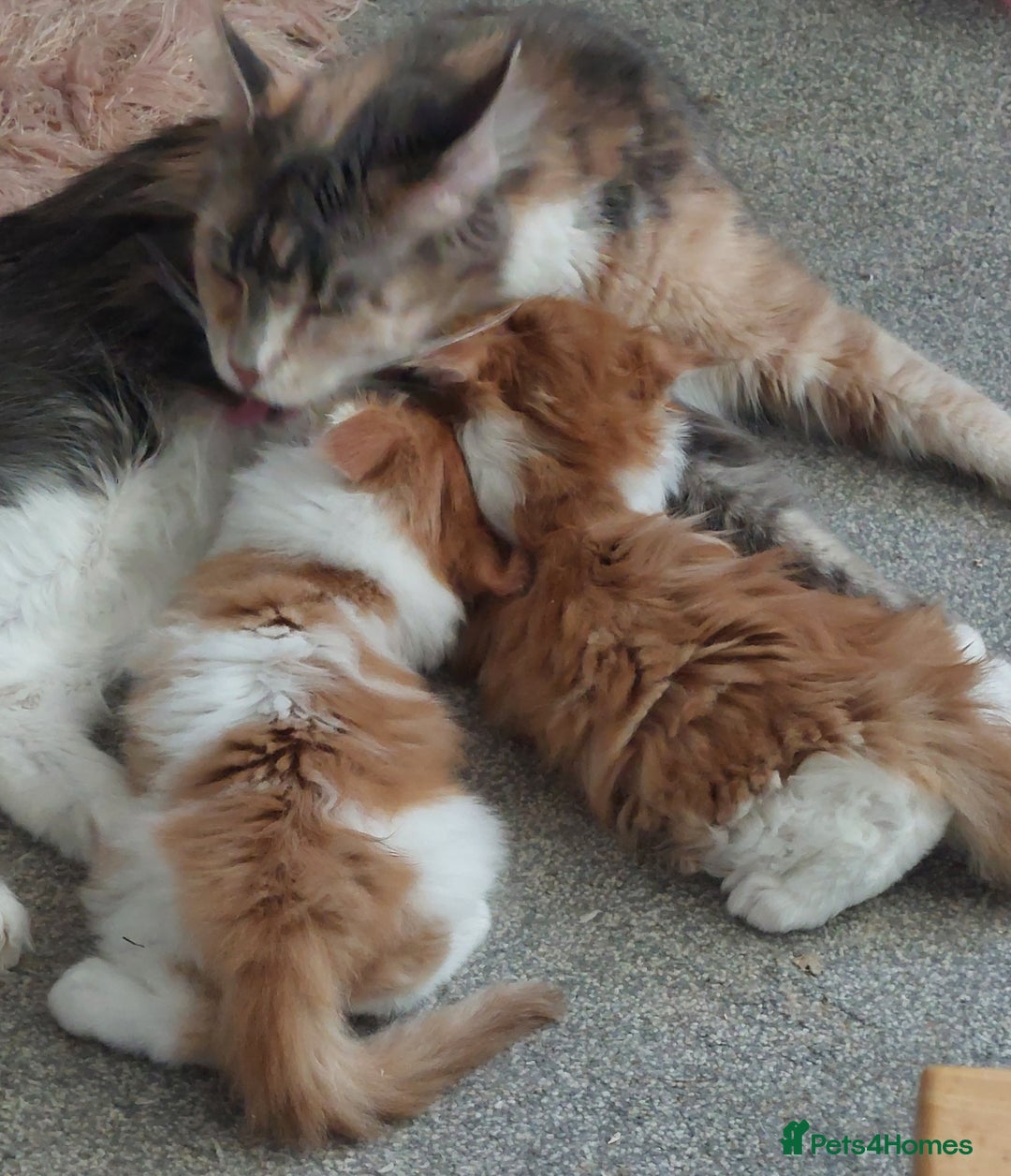 Maine Coon cats for sale: TICA Registered Red Tabby & White Maine Coon Boy - Image 7