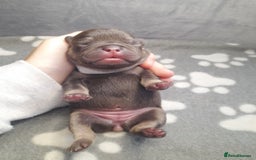 French Bulldog dogs for sale: Pedagree & KC papered merl carrying French bulldog - Image 7