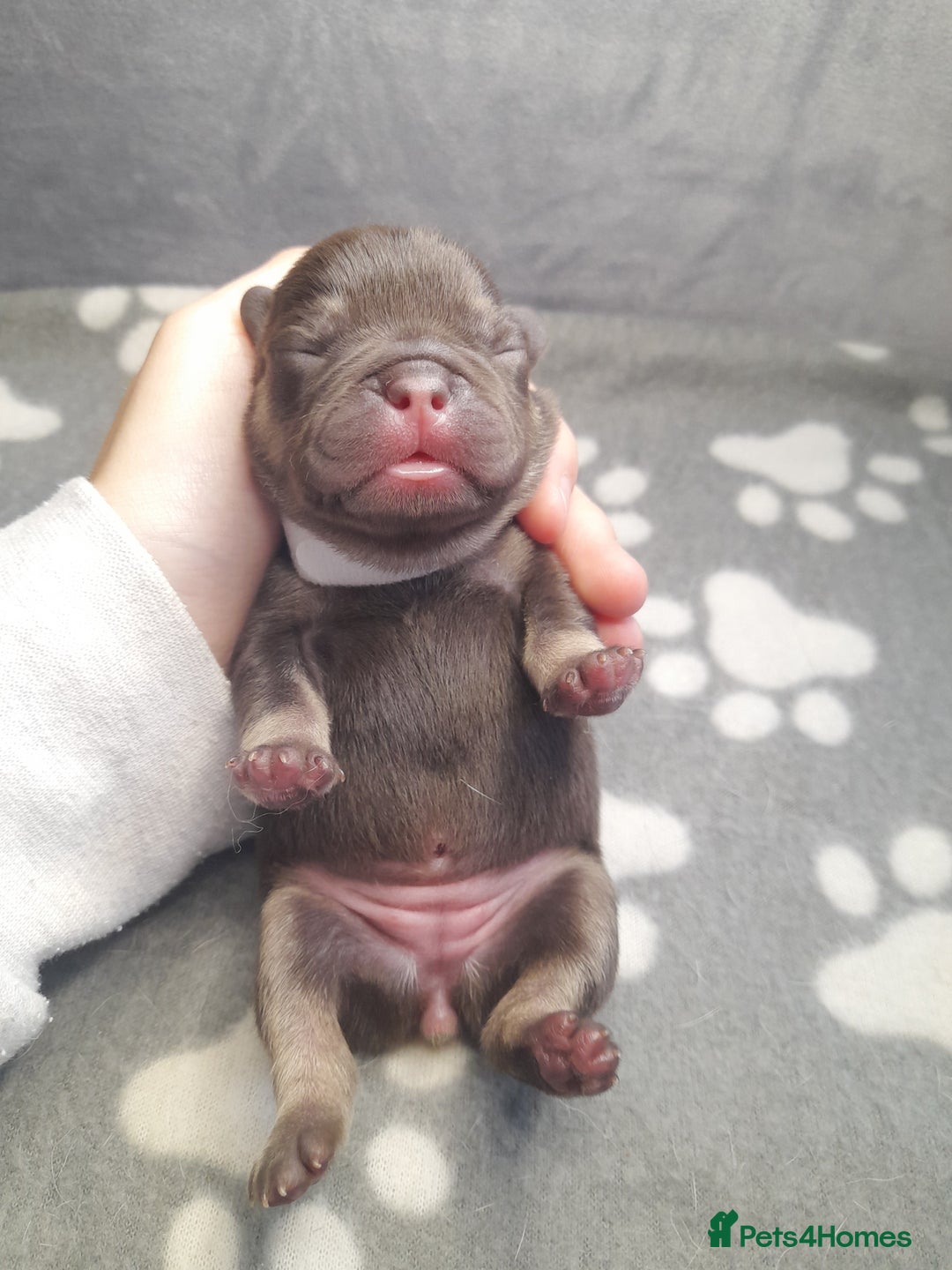 French Bulldog dogs for sale: Pedagree & KC papered merl carrying French bulldog - Image 7