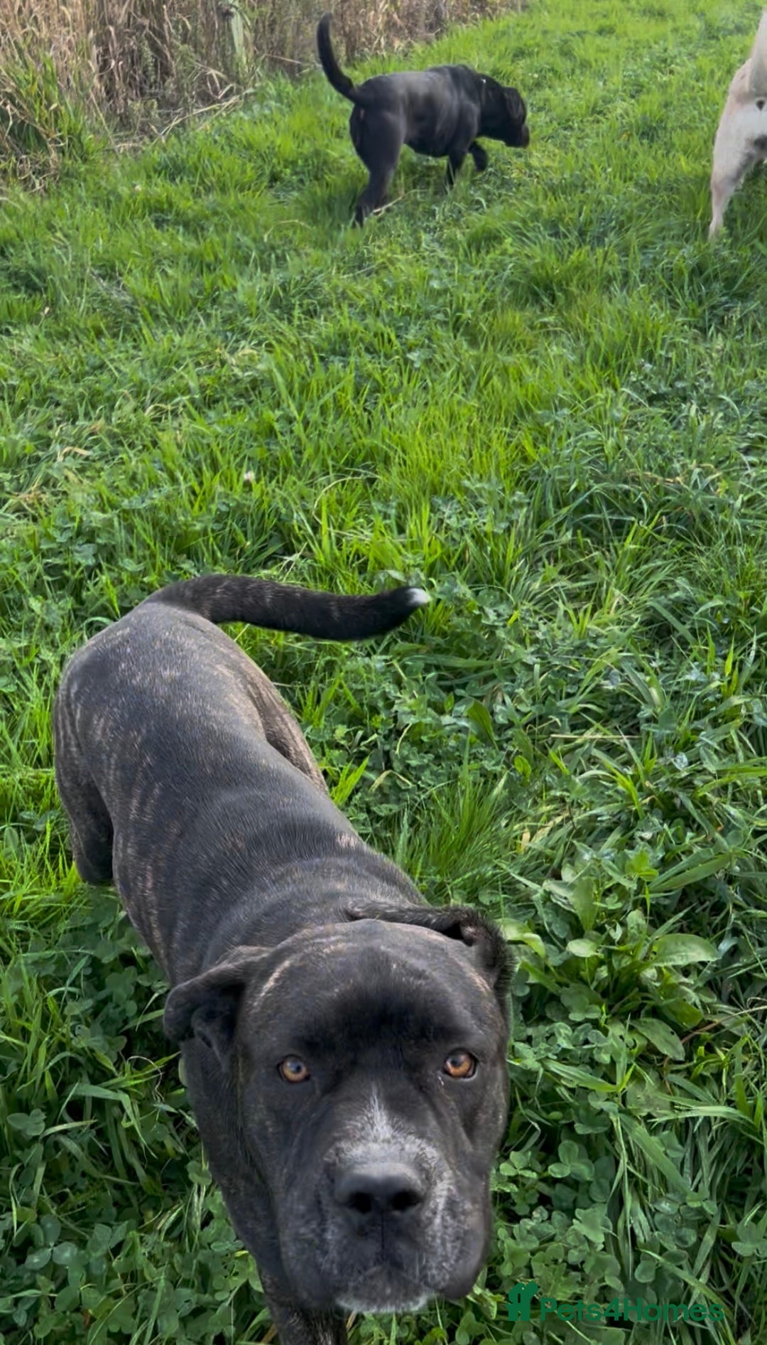 Mixed Breed dogs for sale: Beautiful Italian Mastiff/Italian shepherd  - Image 5