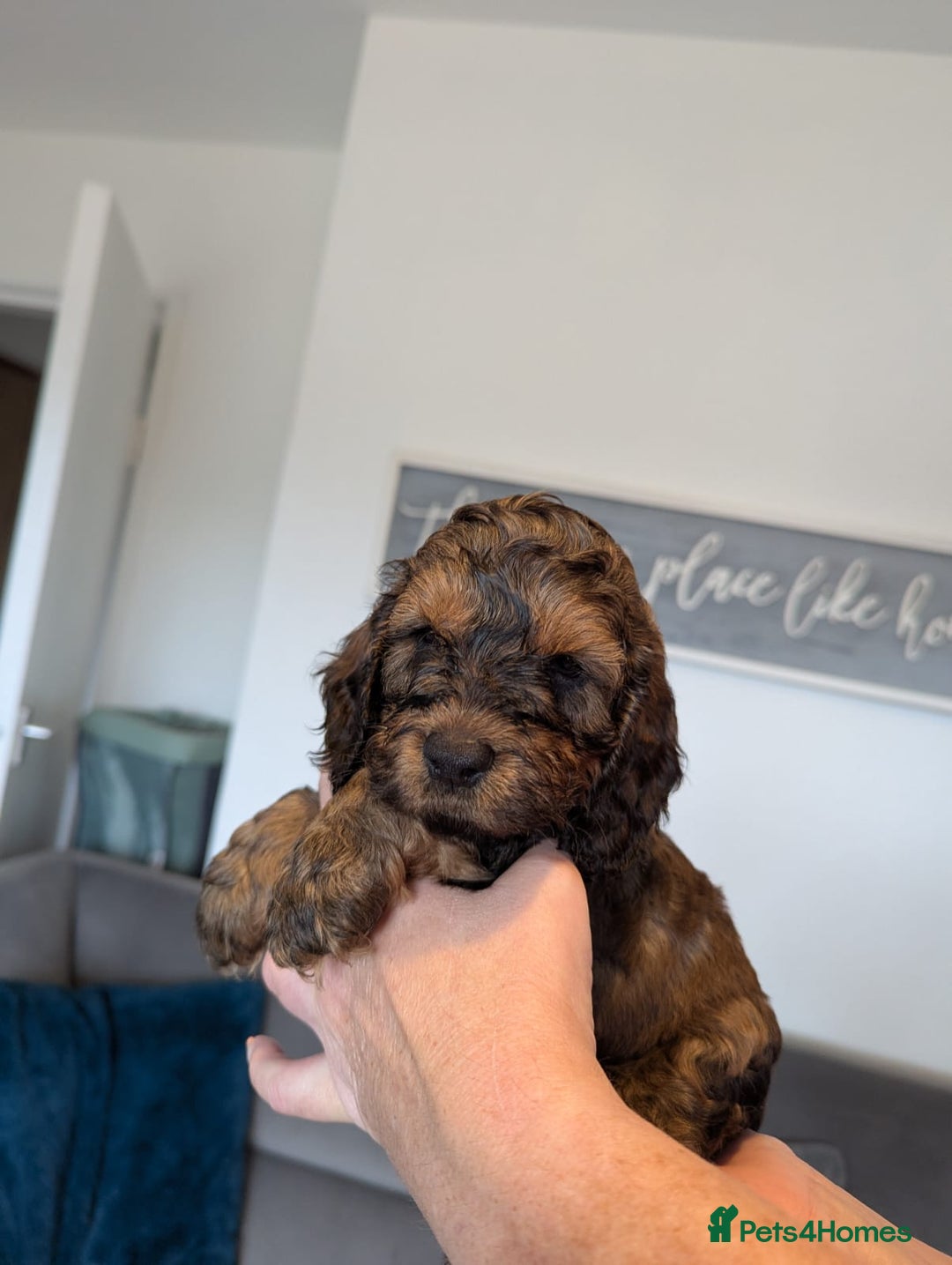 Cockapoo dogs for sale: F1 Toy Cockapoos - Image 27