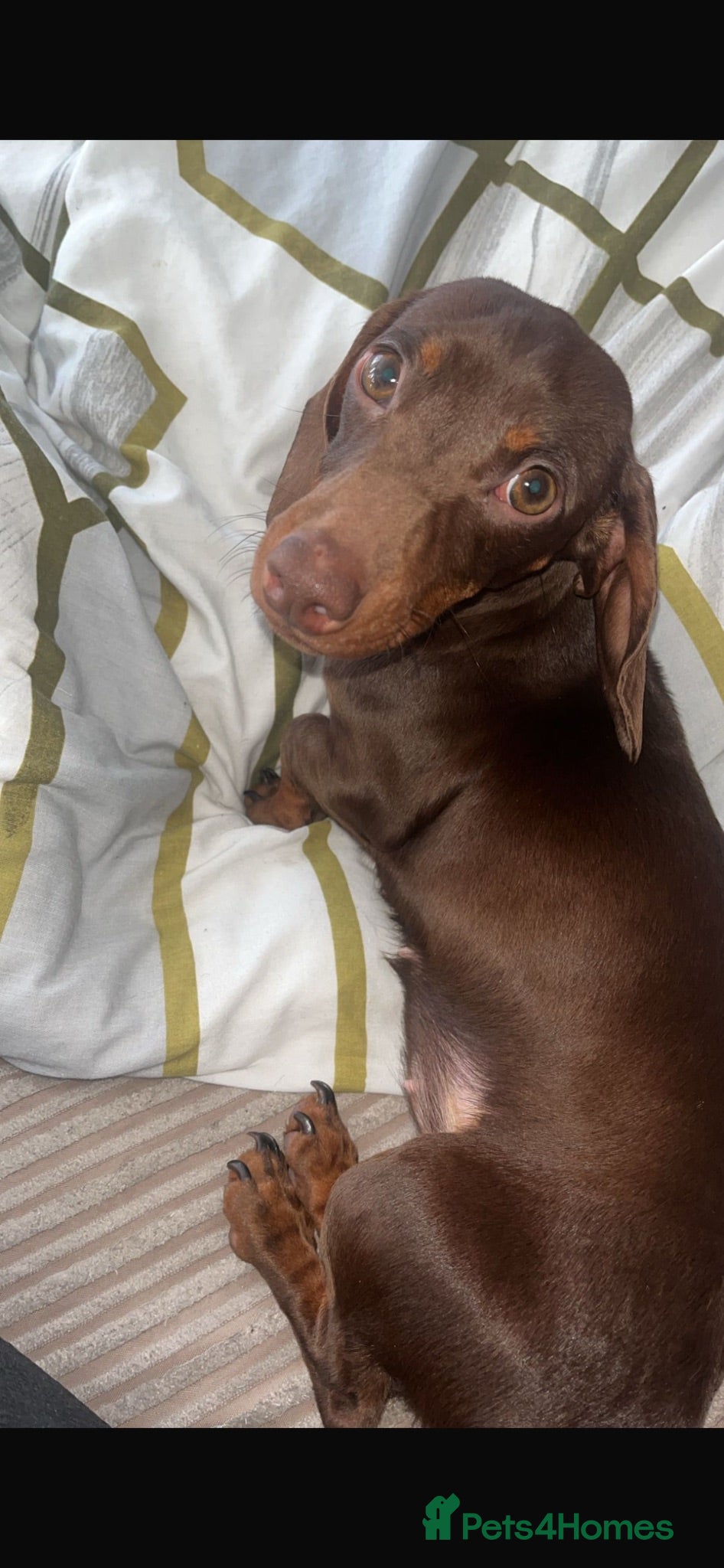 Miniature Dachshund dogs Beautiful tiny miniature dashound - Advert 7