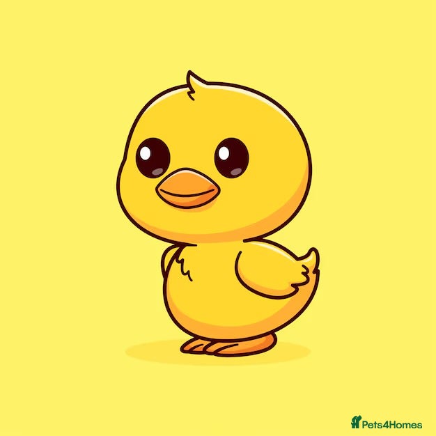Ducks poultry Duck hatchlings eggs wanted  - Advert 1