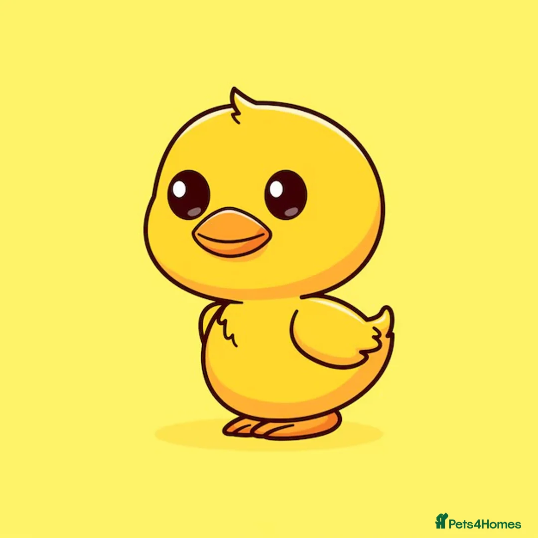 Ducks poultry for sale: Duck hatchlings eggs wanted  - Advert 1