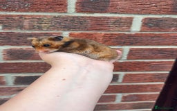 Hamster rodents for sale: Syrian Hamster For Sale Middlesbrough in Middlesbrough - Image 1
