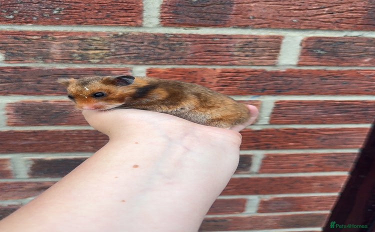 Hamster rodents in Middlesbrough - Advert 12