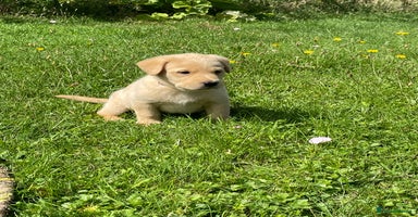 Labrador Retriever dogs - Advert 14