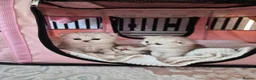 Persian cats for sale: Pure Persian silver chinchilla - Advert 3