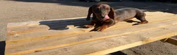 Dachshund dogs for sale: 2  teckle puppy for sale 1 male and one female - Advert 5