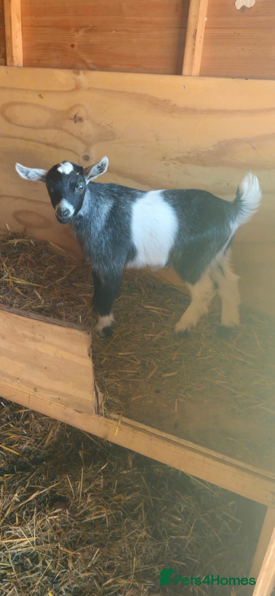 Goats livestock Pygmy kids  - Advert 7