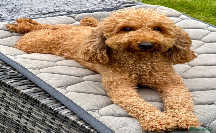 Cockapoo dogs - Advert 1
