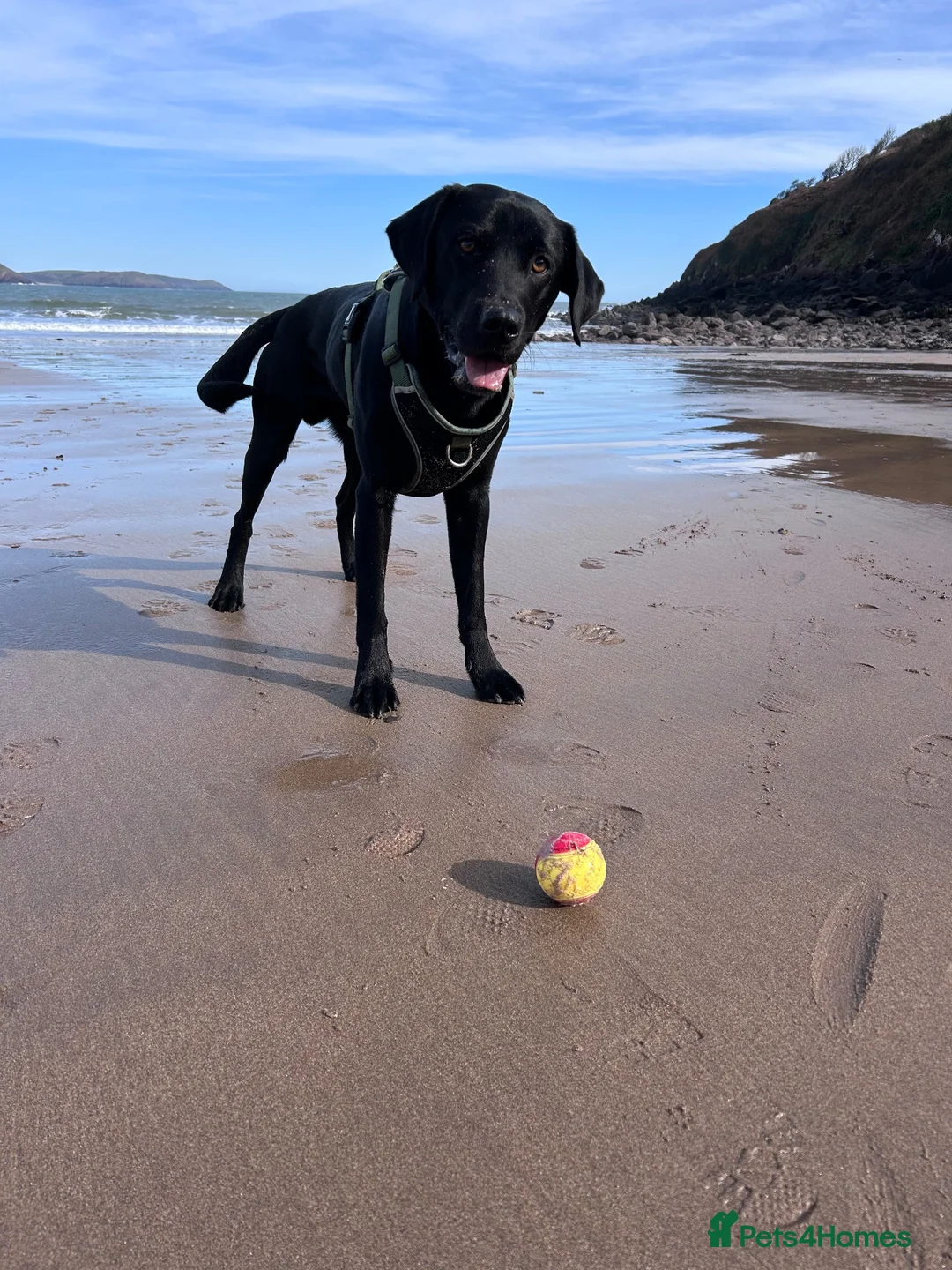 Labrador Retriever dogs for stud: KC Black Labrador available for Stud - Advert 7