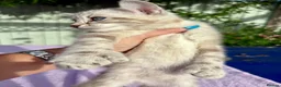 Keetso cats for sale: Polydactyl slight curl eared snow leopard boy  - Advert 14