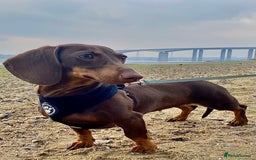 Miniature Dachshund dogs for sale: Miniature dachshund chocolate girl - Image 1
