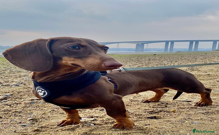 Miniature Dachshund dogs - Advert 3