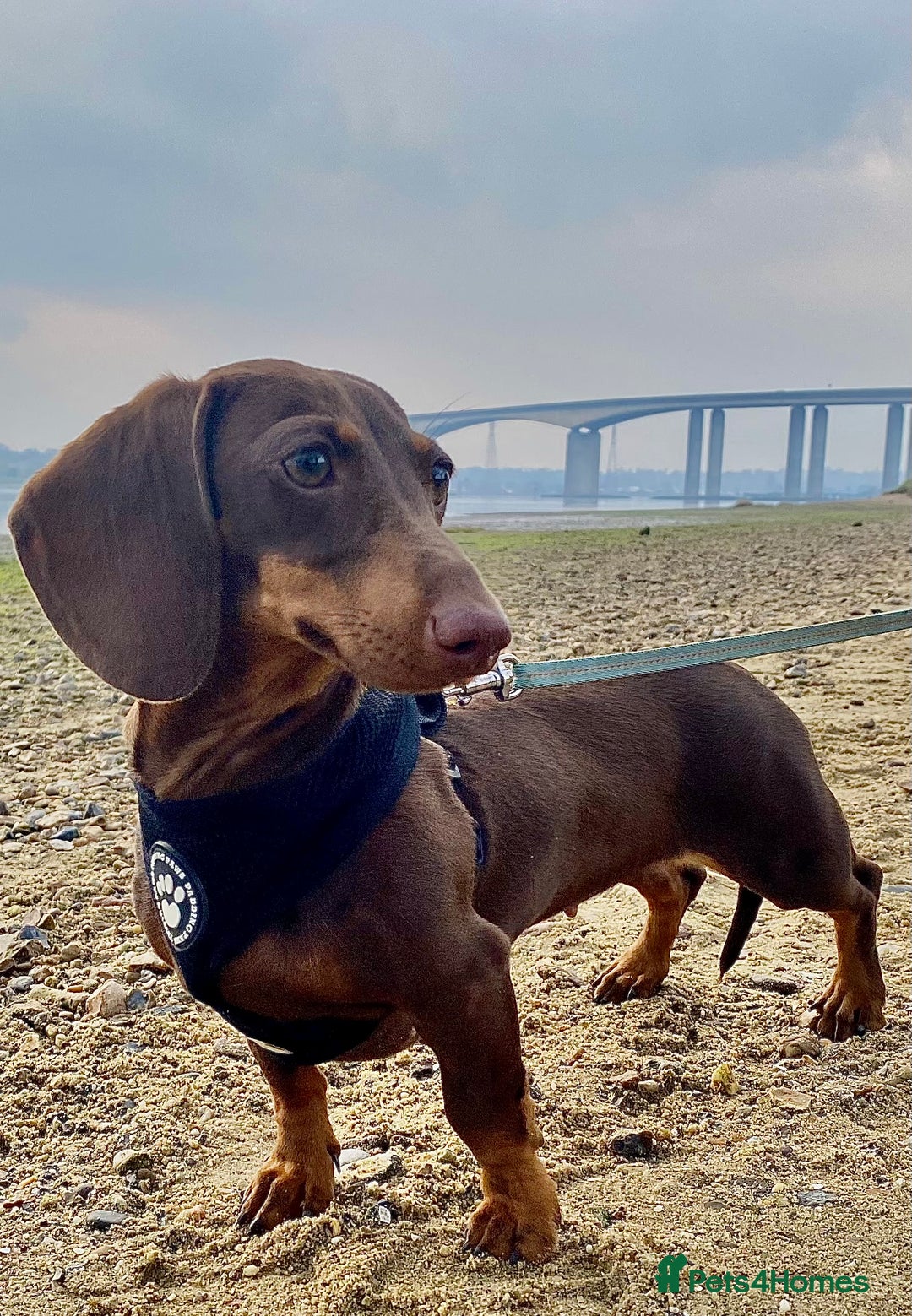 Miniature Dachshund dogs for sale: Miniature dachshund chocolate girl - Image 1