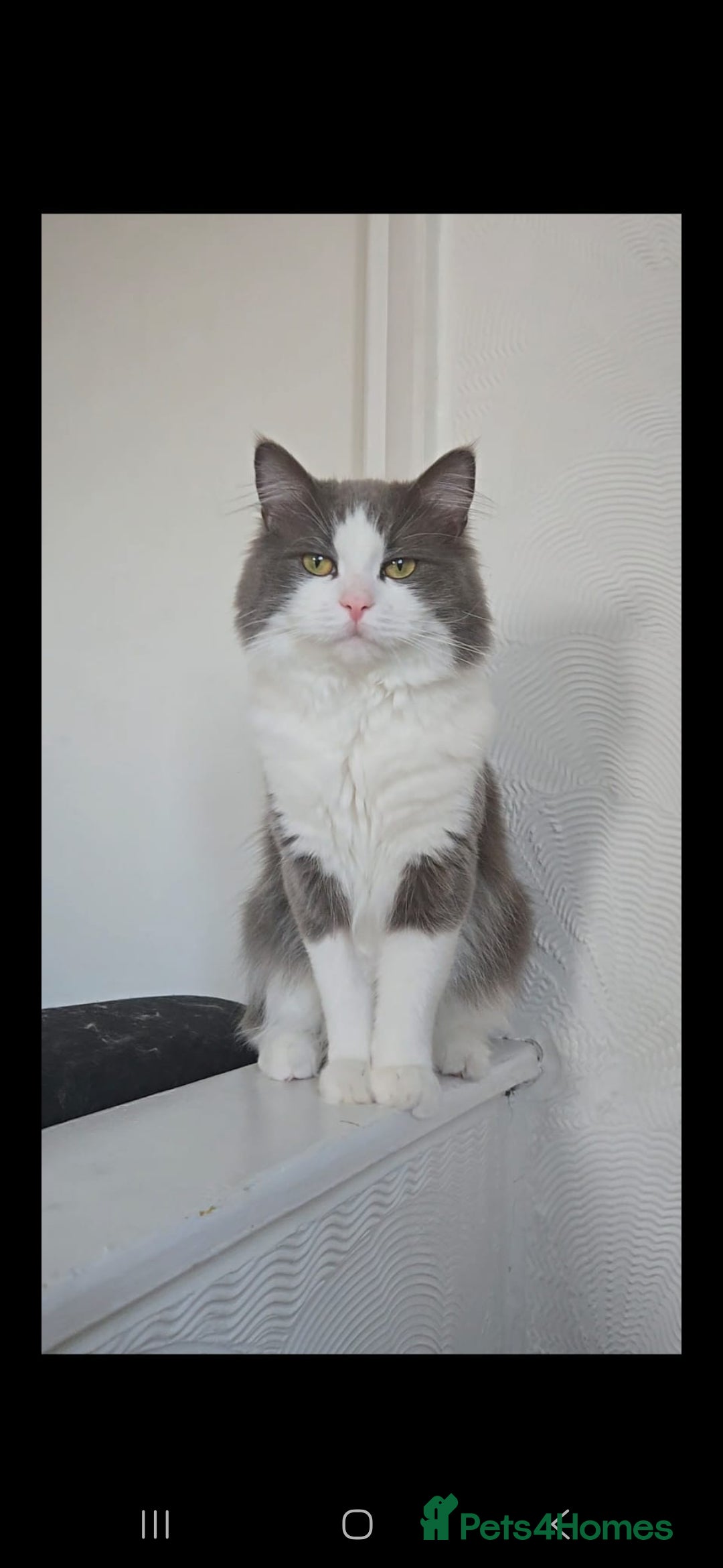 Maine Coon cats for sale: Maine coon kittens for sale - Image 5