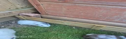 Guinea Pig rodents for sale: 2 male guinea pigs  in Kingsbridge - Advert 2
