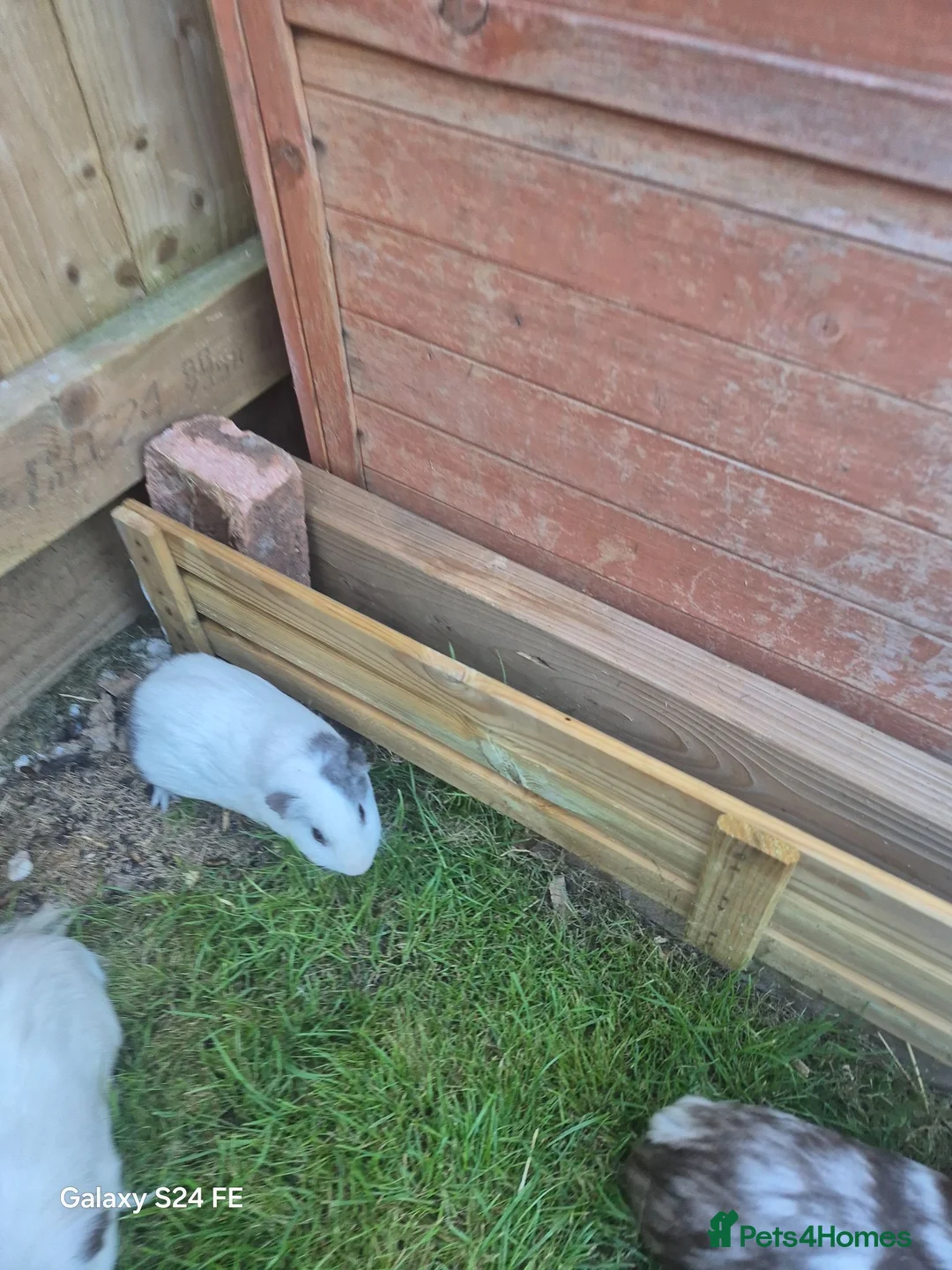 Guinea Pig rodents for sale: 2 male guinea pigs  in Kingsbridge - Advert 2