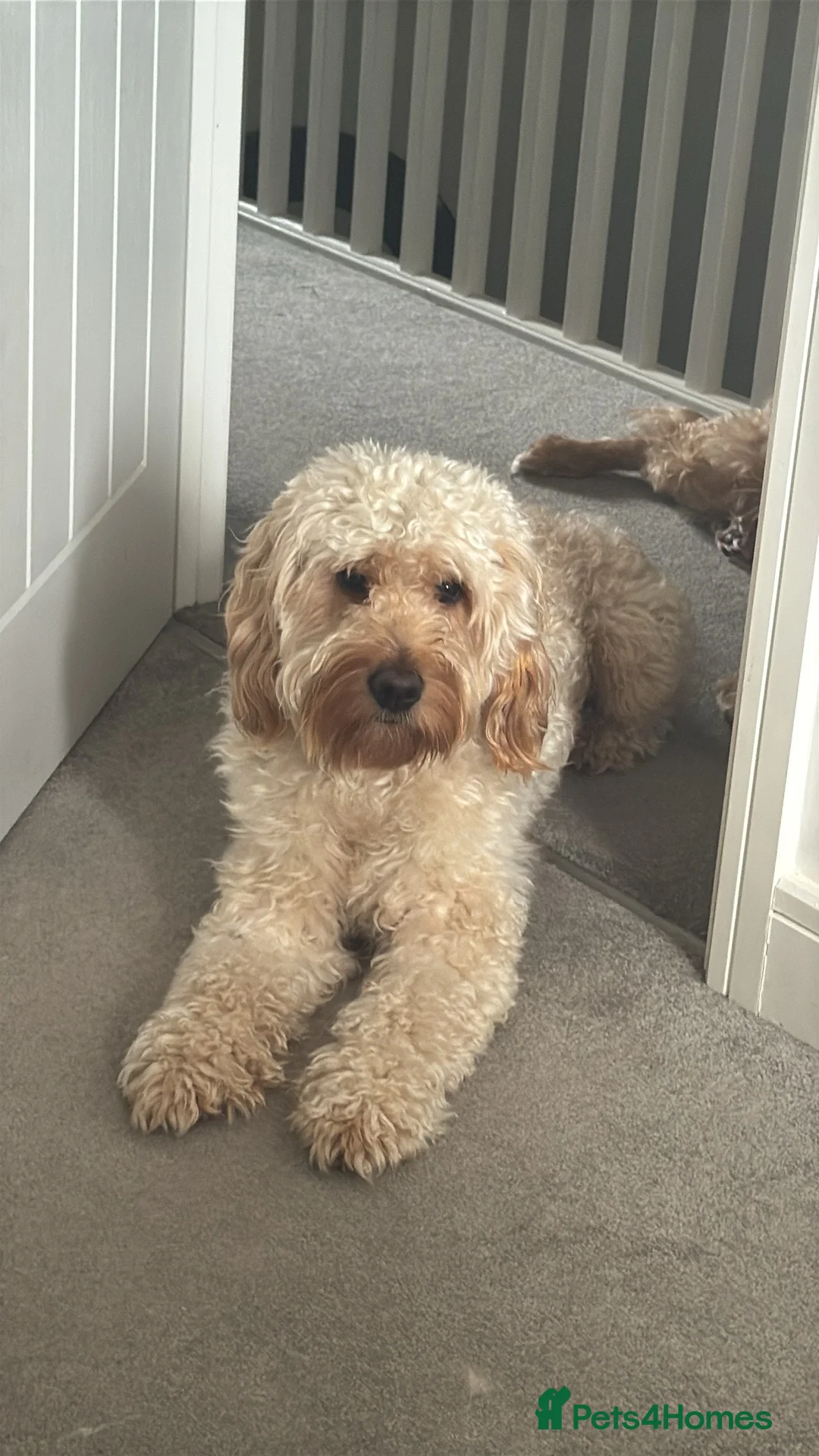 Double Doodle dogs for sale: 🐾 stunning Double Doodle puppies🐾 - Advert 2