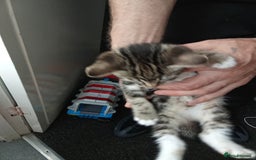 Mixed Breed cats for sale: Kittens for sale  - Image 11