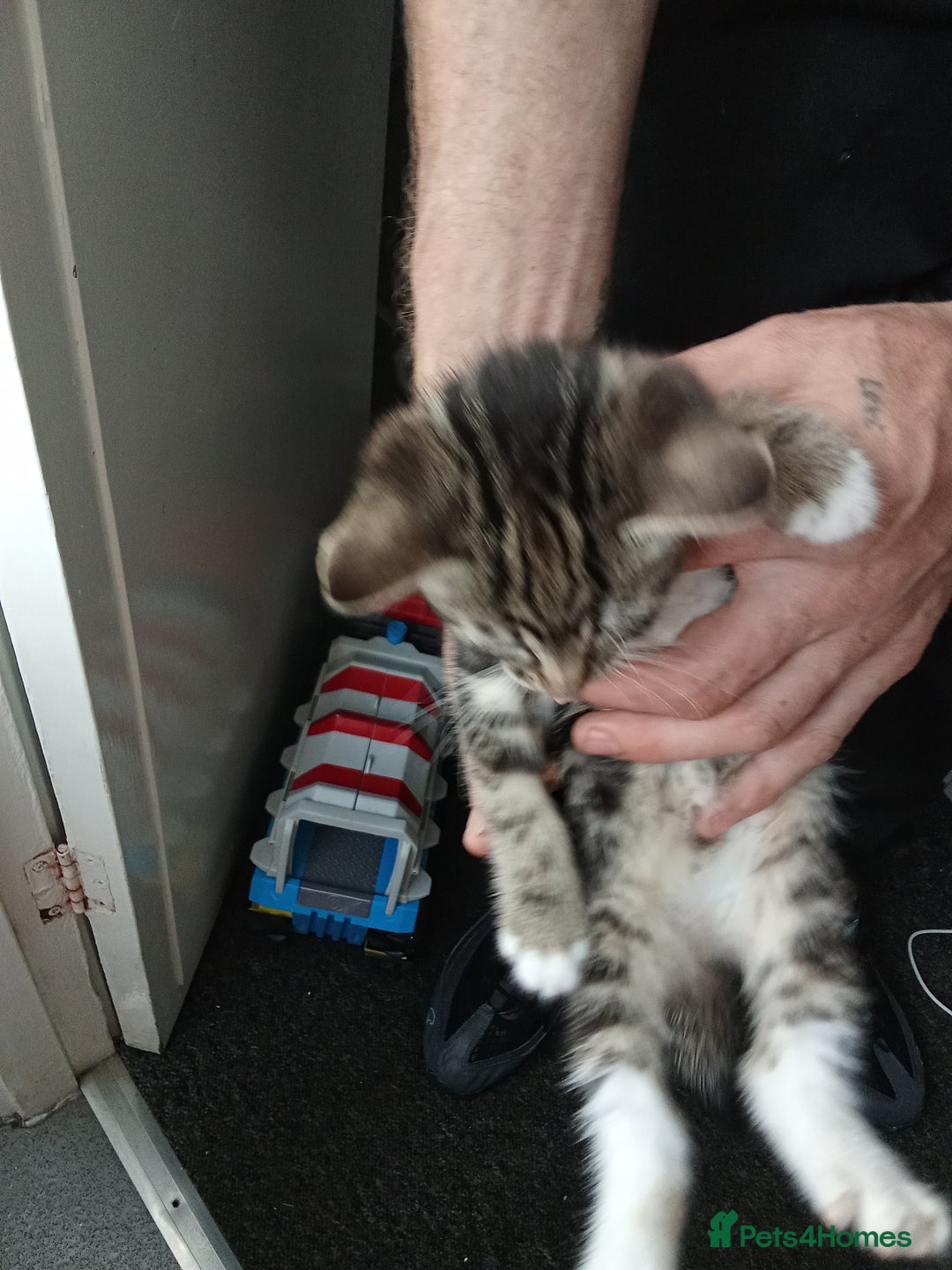 Mixed Breed cats for sale: Kittens for sale  - Image 11