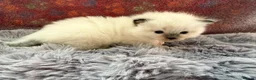 Ragdoll cats for sale: 2 Chunky Fluffy Purebred Ragdolls - Advert 17