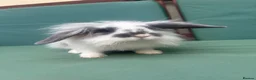 Mini Lop rabbits for sale: Minilop baby bunnies - Advert 6