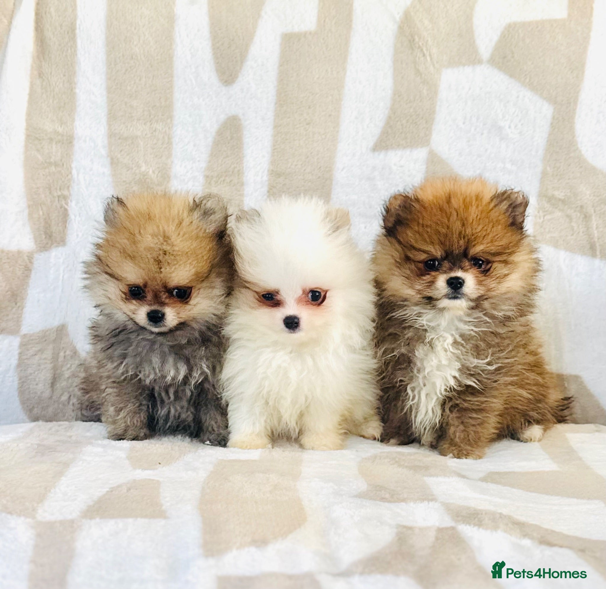 Pomeranian dogs Tiny Russian Teddy Pomeranians  - Advert 8