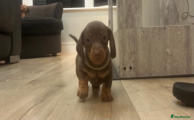 Miniature Dachshund dogs - Advert 2