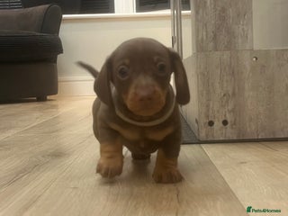 Miniature Dachshund dogs - Advert 13