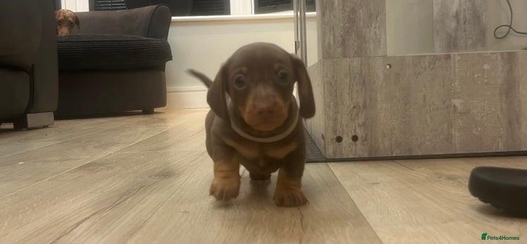 Miniature Dachshund dogs - Advert 2