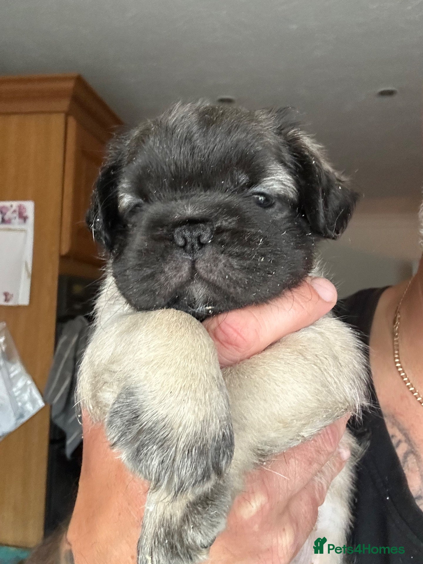 Pug dogs Stunning litter of 4 Prestige Fluffy Pug puppies - Advert 15