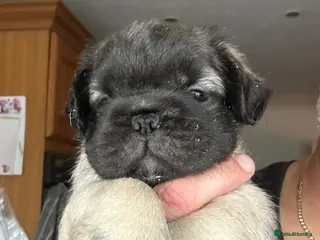 Pug dogs Stunning litter of 4 Prestige Fluffy Pug puppies - Advert 15