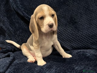 Beagle dogs KC Reg Beagle last girl Ready now - Advert 4