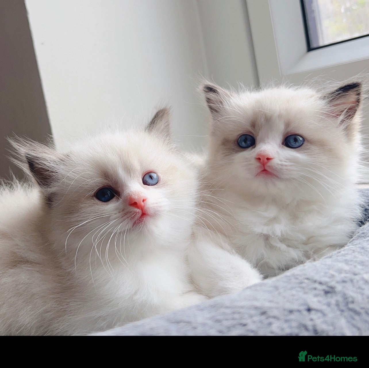 Ragdoll cats Ragdolls  - Advert 7