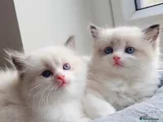 Ragdoll cats Ragdolls - Advert 7