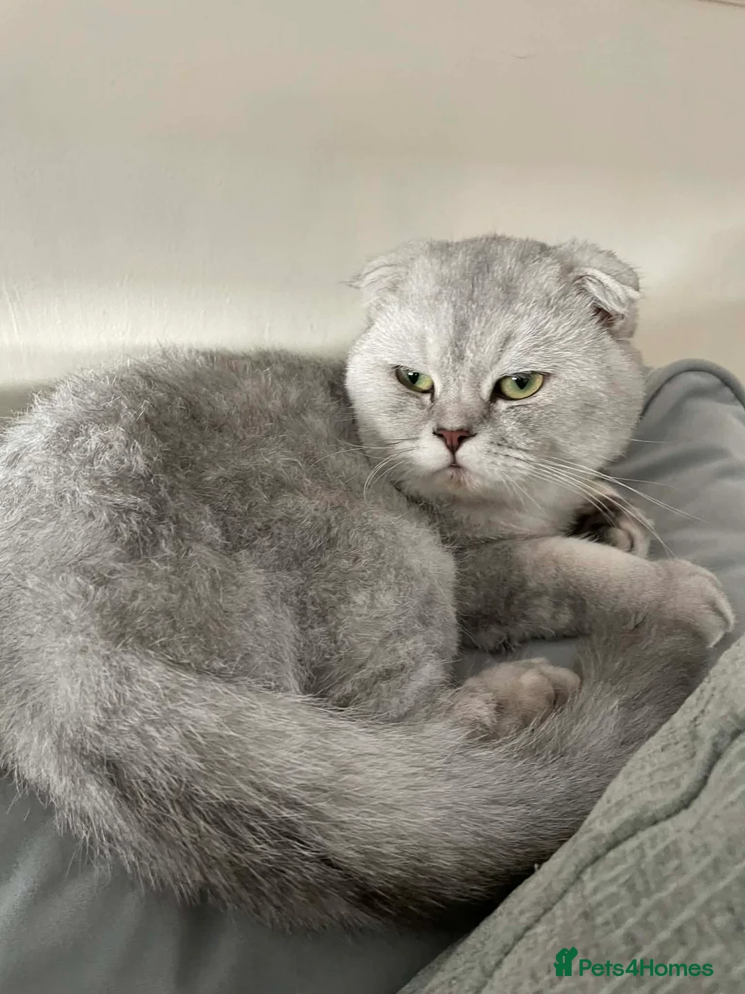 Scottish Fold cats for sale: Scottish Fold/ Bengal Mixed kittens  - Advert 2