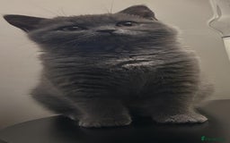 British Shorthair cats for sale: Two beautiful and lovely girls - Image 12