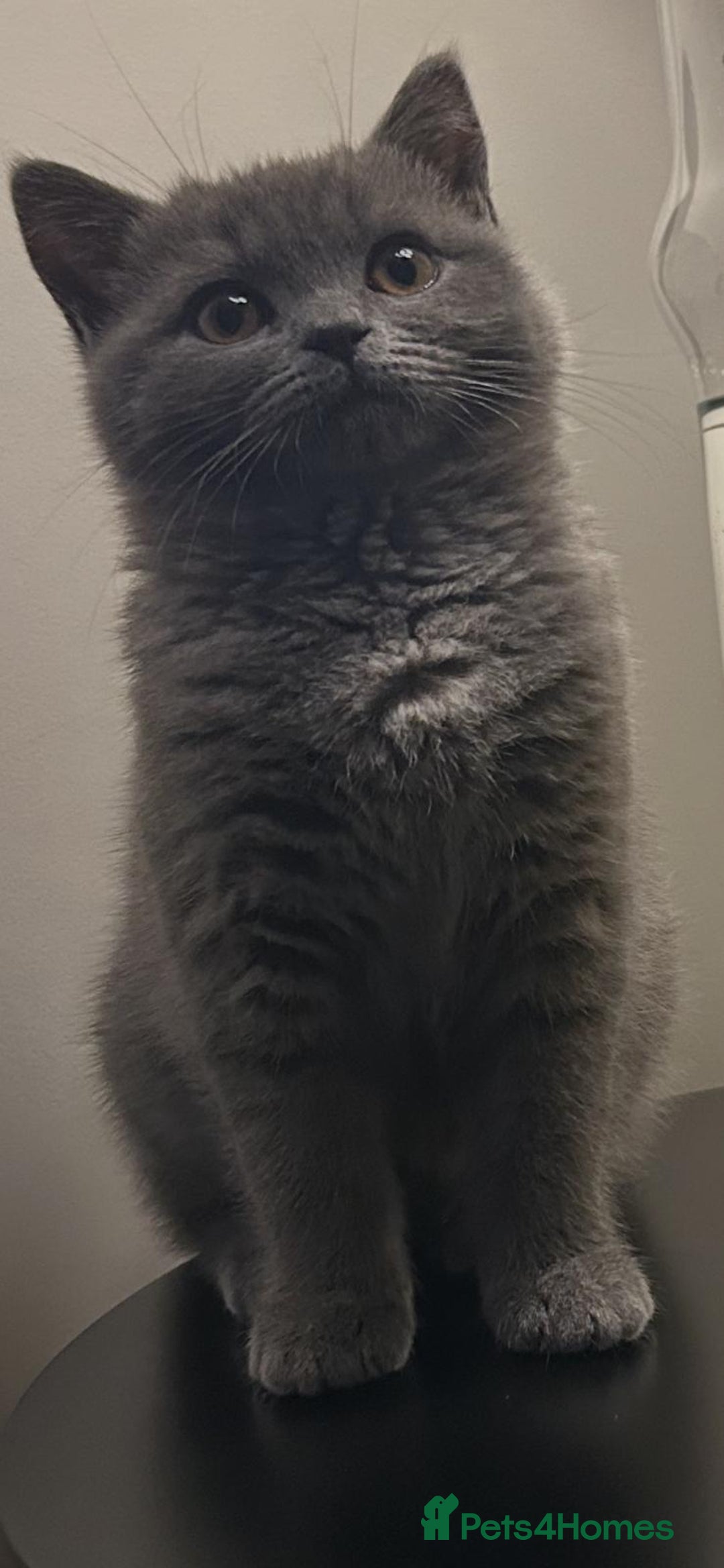 British Shorthair cats for sale: Two beautiful and lovely girls - Image 12