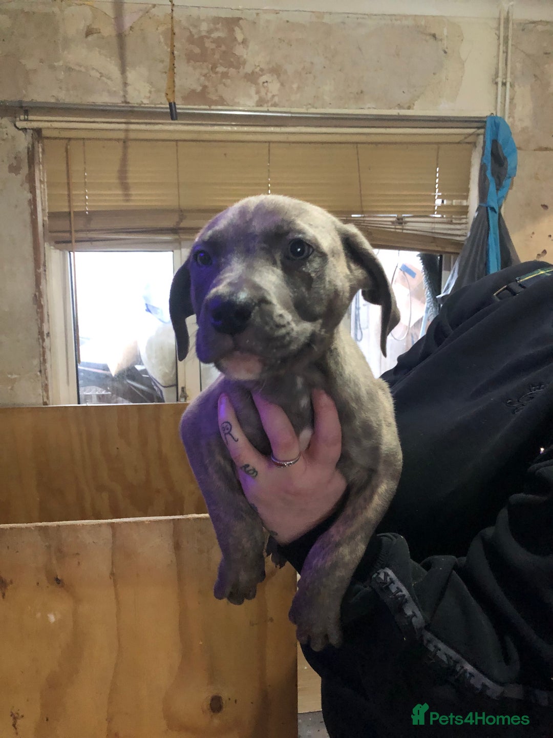 Mixed Breed dogs for sale: Bull mastiff x staffy - Advert 2