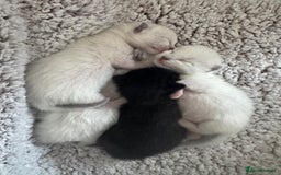 Ragdoll cats for sale: Beautiful Ragdoll kittens open to reasonable offer - Image 17
